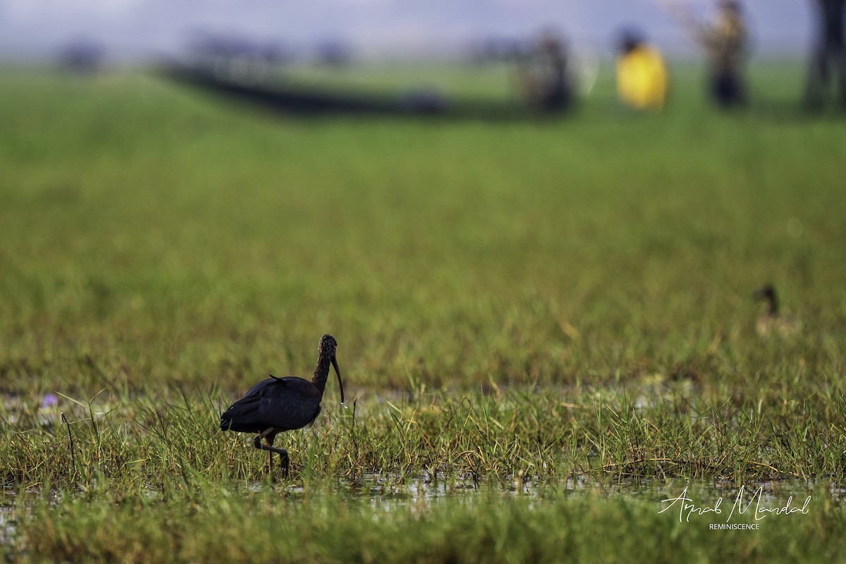 Коровайка бура - ML647500310