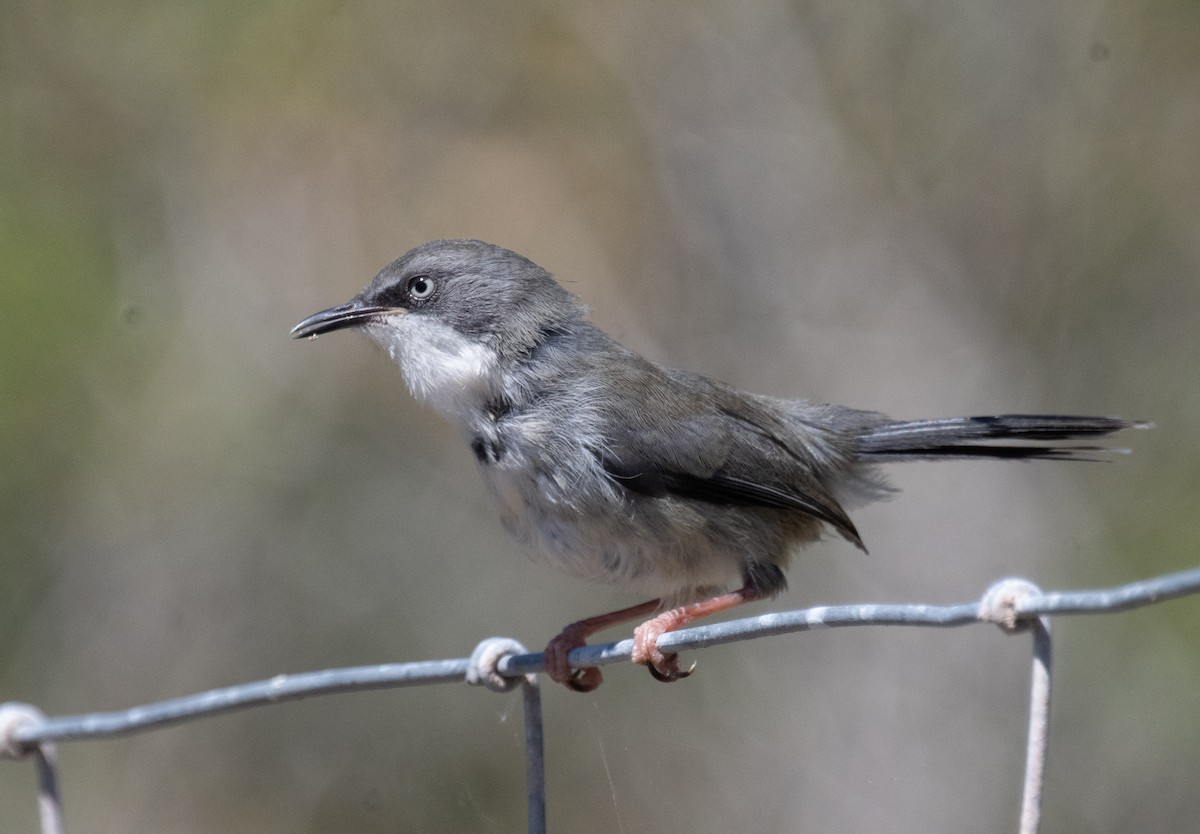 Нікорник смуговолий - ML647500311