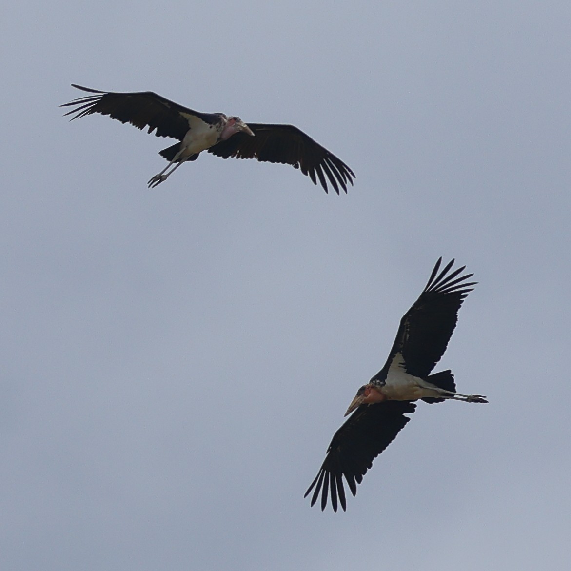 Марабу африканський - ML647500317