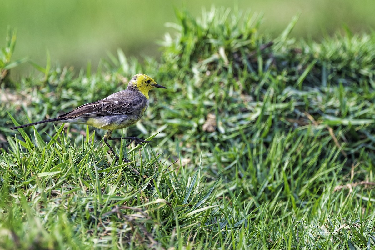 Плиска жовтоголова - ML647500318