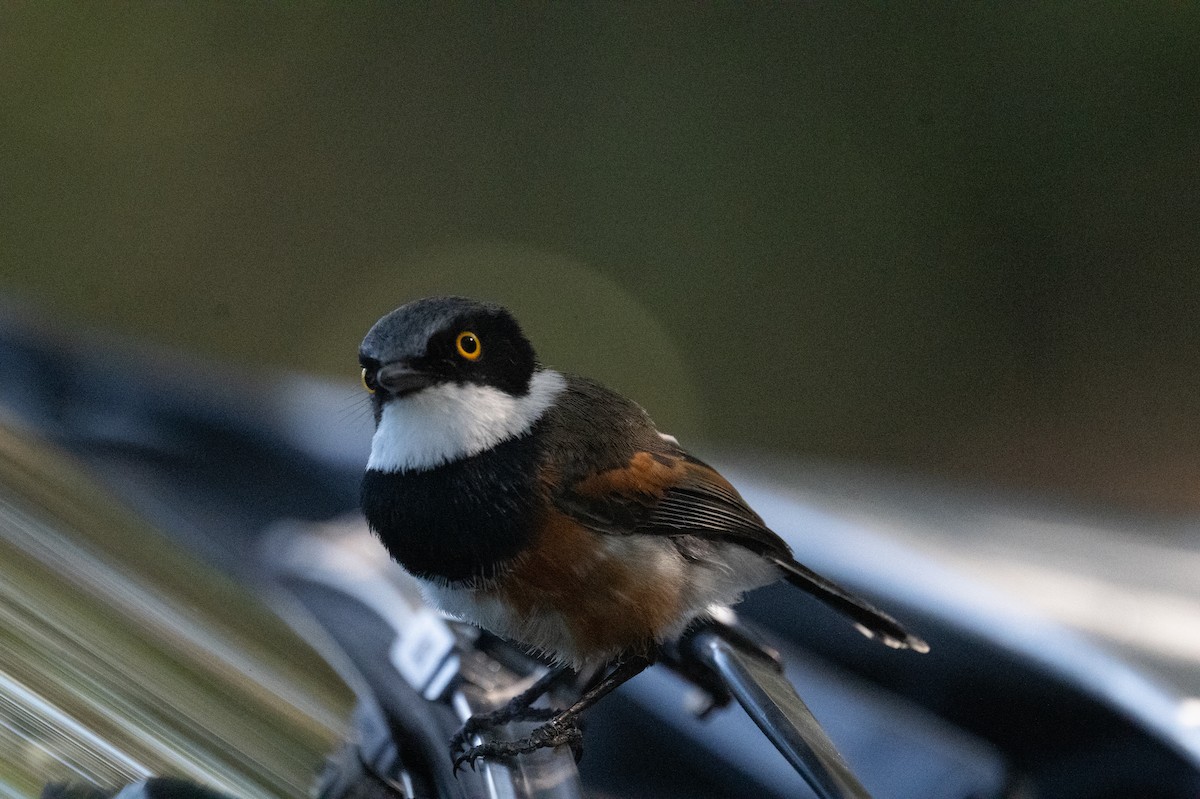 Приріт рудокрилий - ML647500329