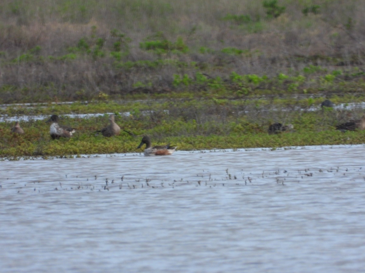 Широконіска північна - ML647500335