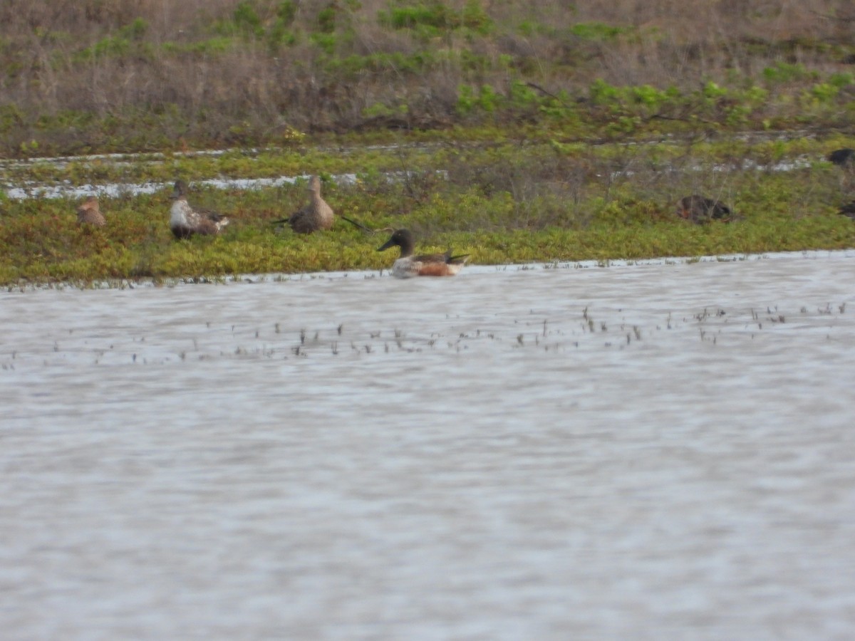 Широконіска північна - ML647500336