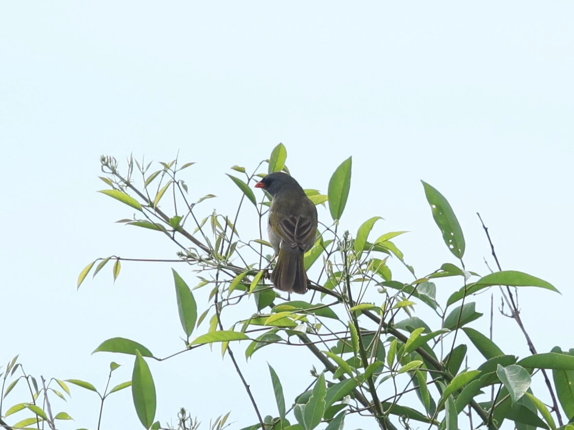 Пампасник великий (підвид olivascens) - ML647500338