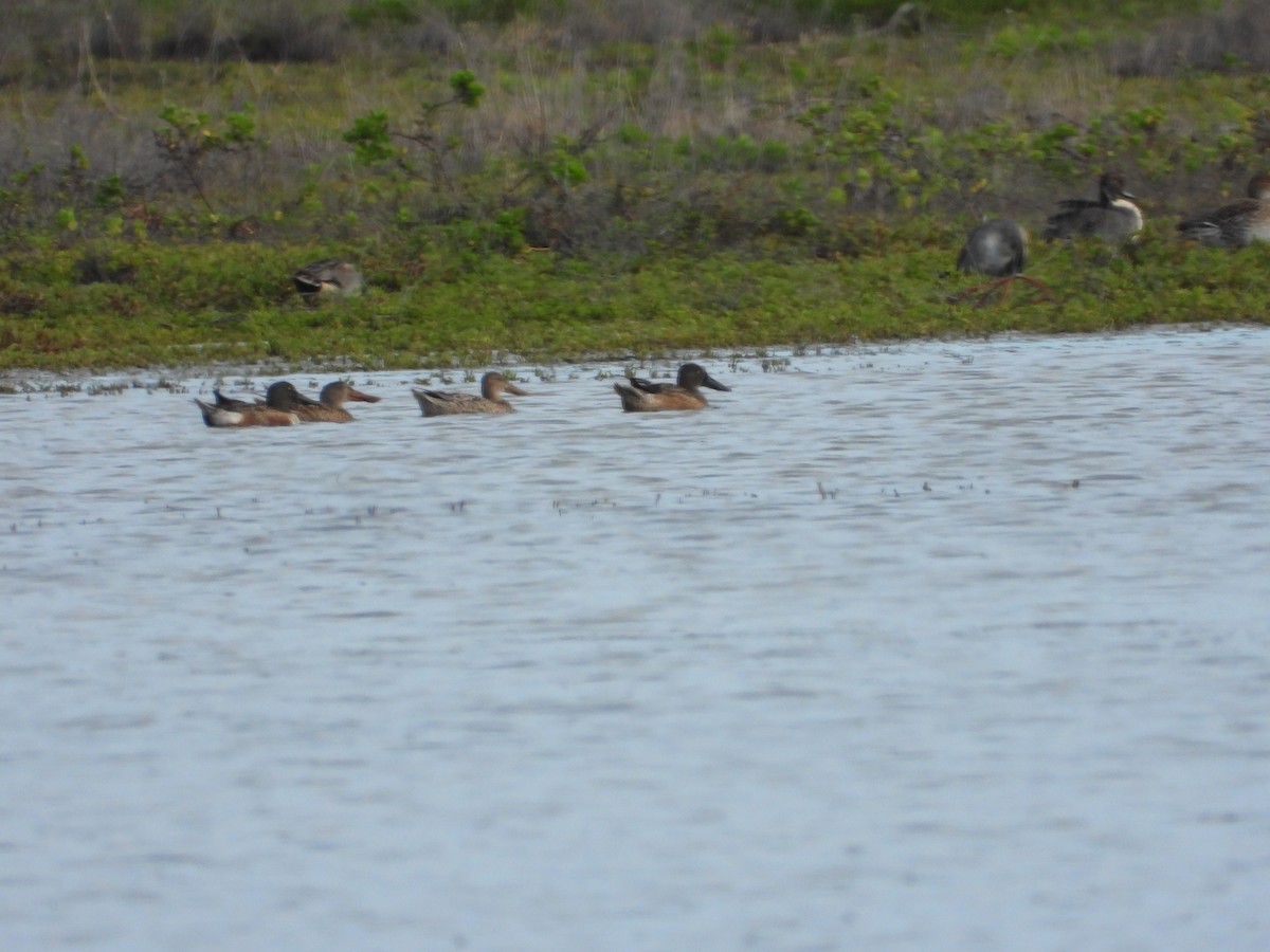 Mestolone - ML647500339