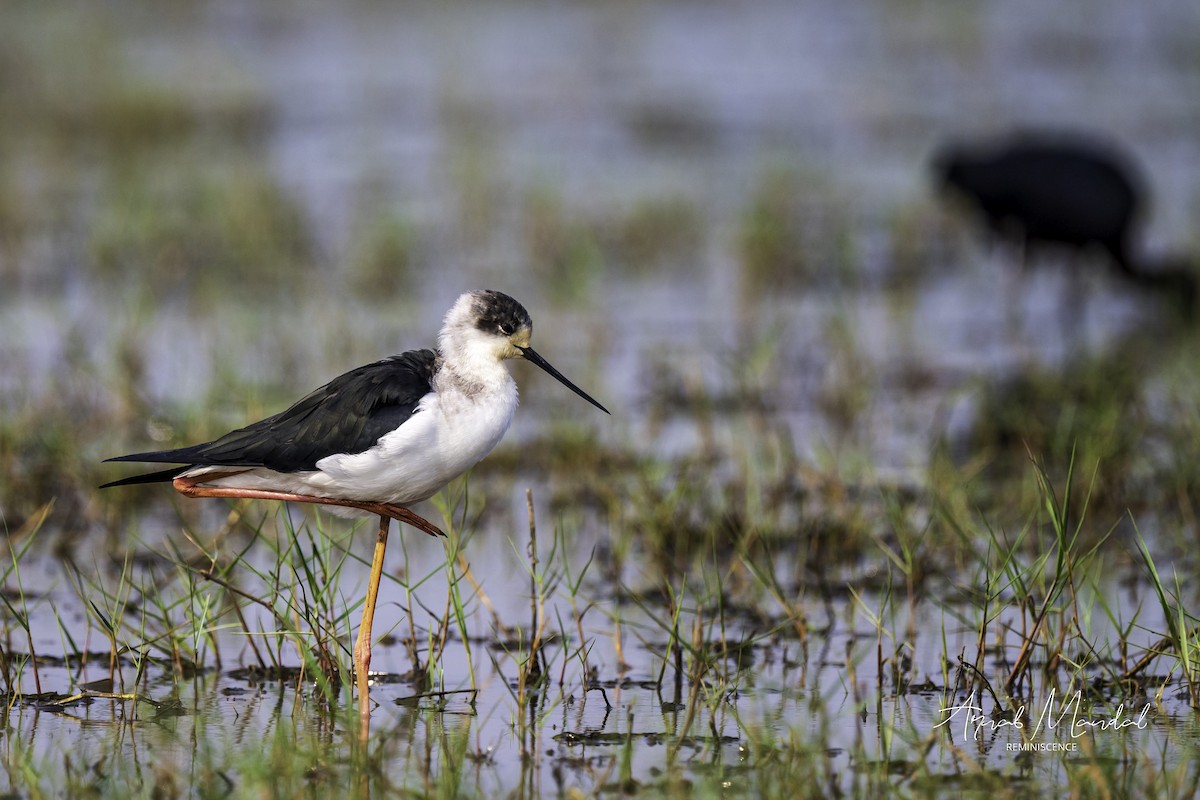 Cavaliere d'Italia - ML647500341