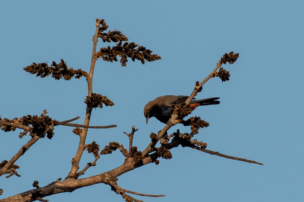 Indian Robin - ML647500344