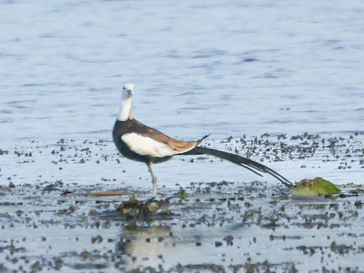 Pheasant-tailed Jacana - ML647500345