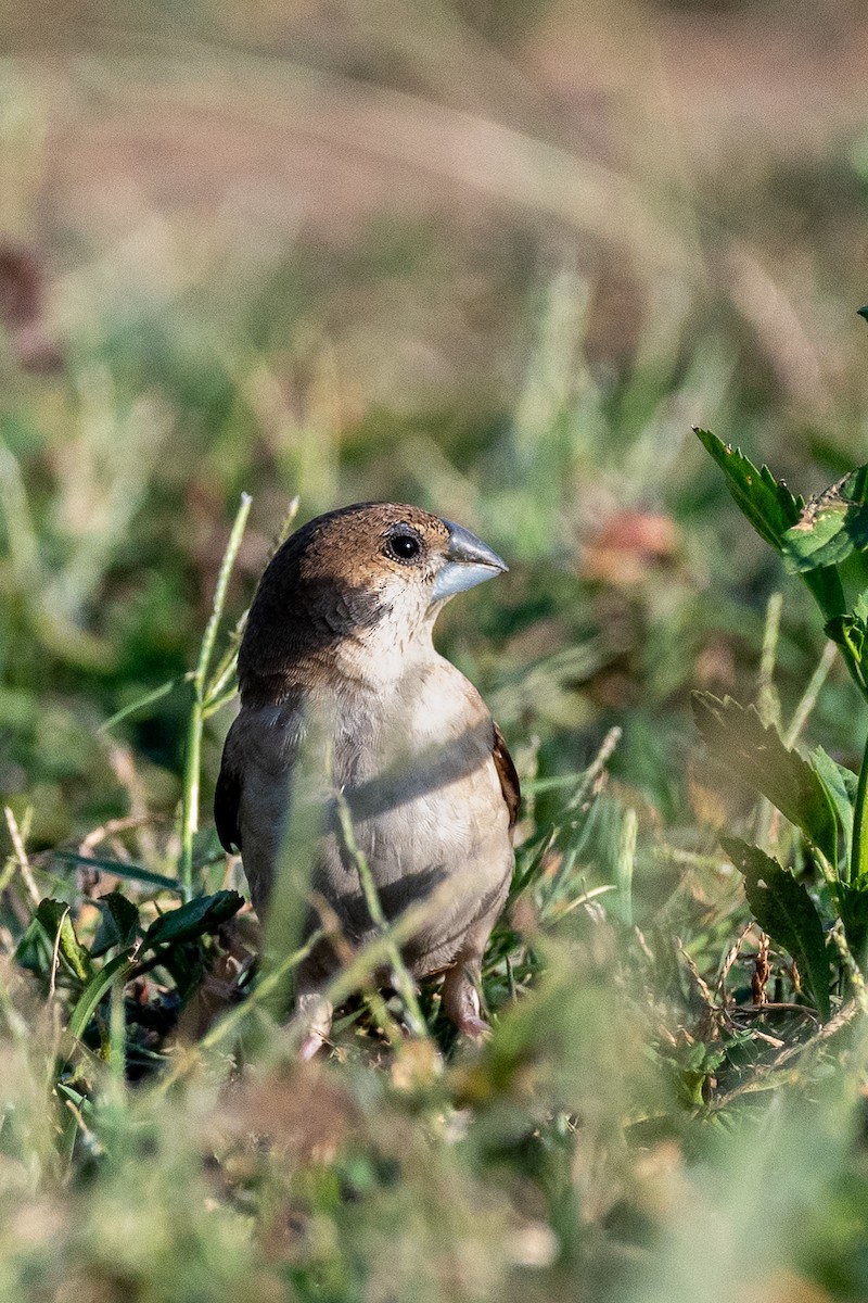 Indian Silverbill - ML647500348