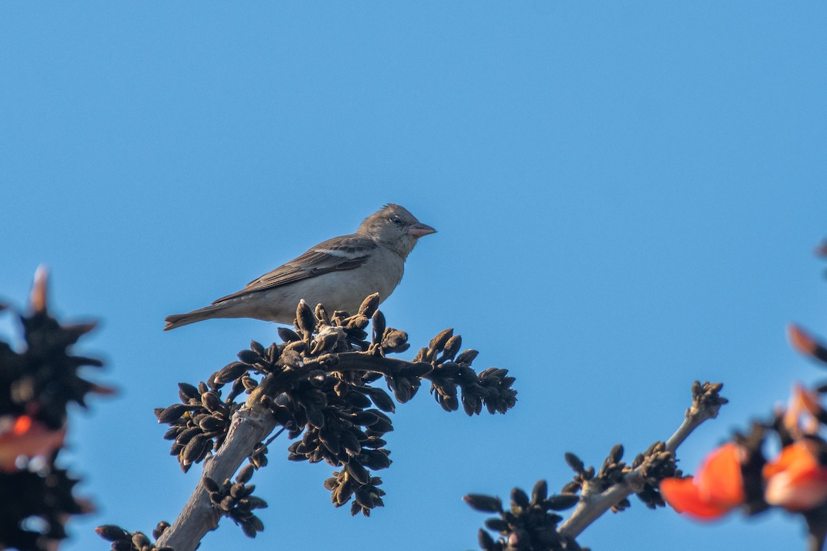 Yellow-throated Sparrow - ML647500349