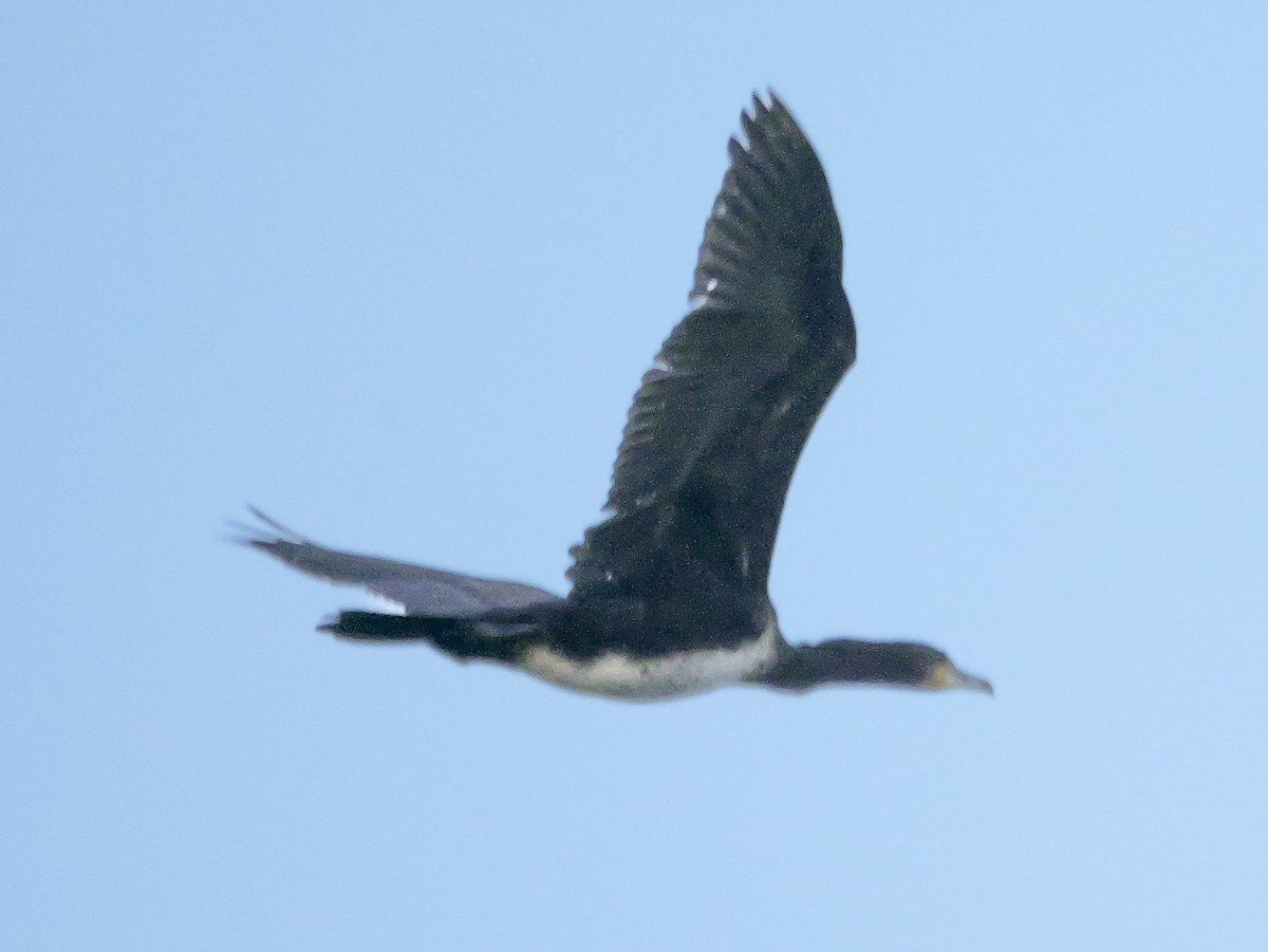 kormorán velký (ssp. sinensis/hanedae) - ML647500367