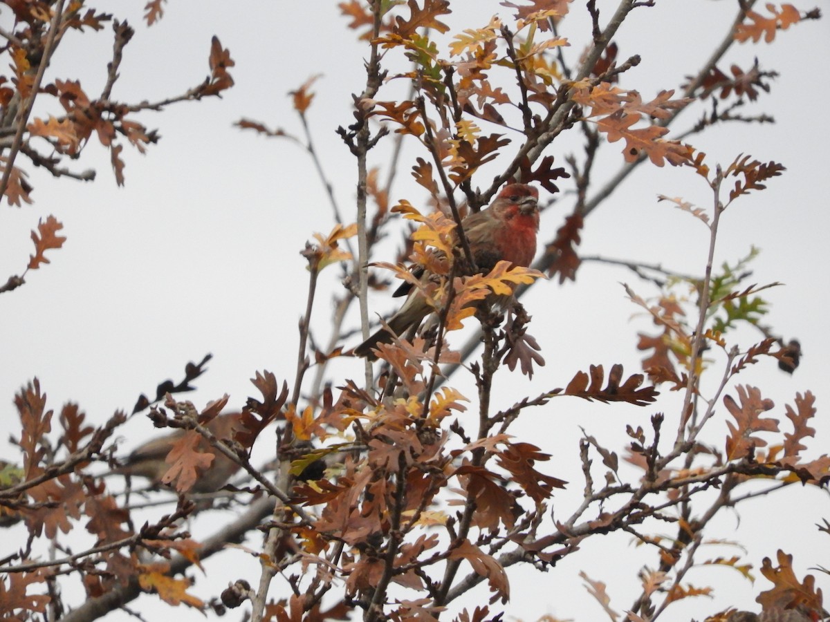 Roselin familier - ML647500397