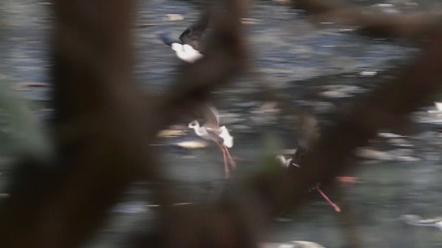 Black-winged Stilt - ML647500398