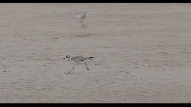 Siberian Sand-Plover - ML647500418