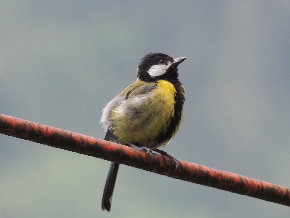 Mésange montagnarde - ML647500421