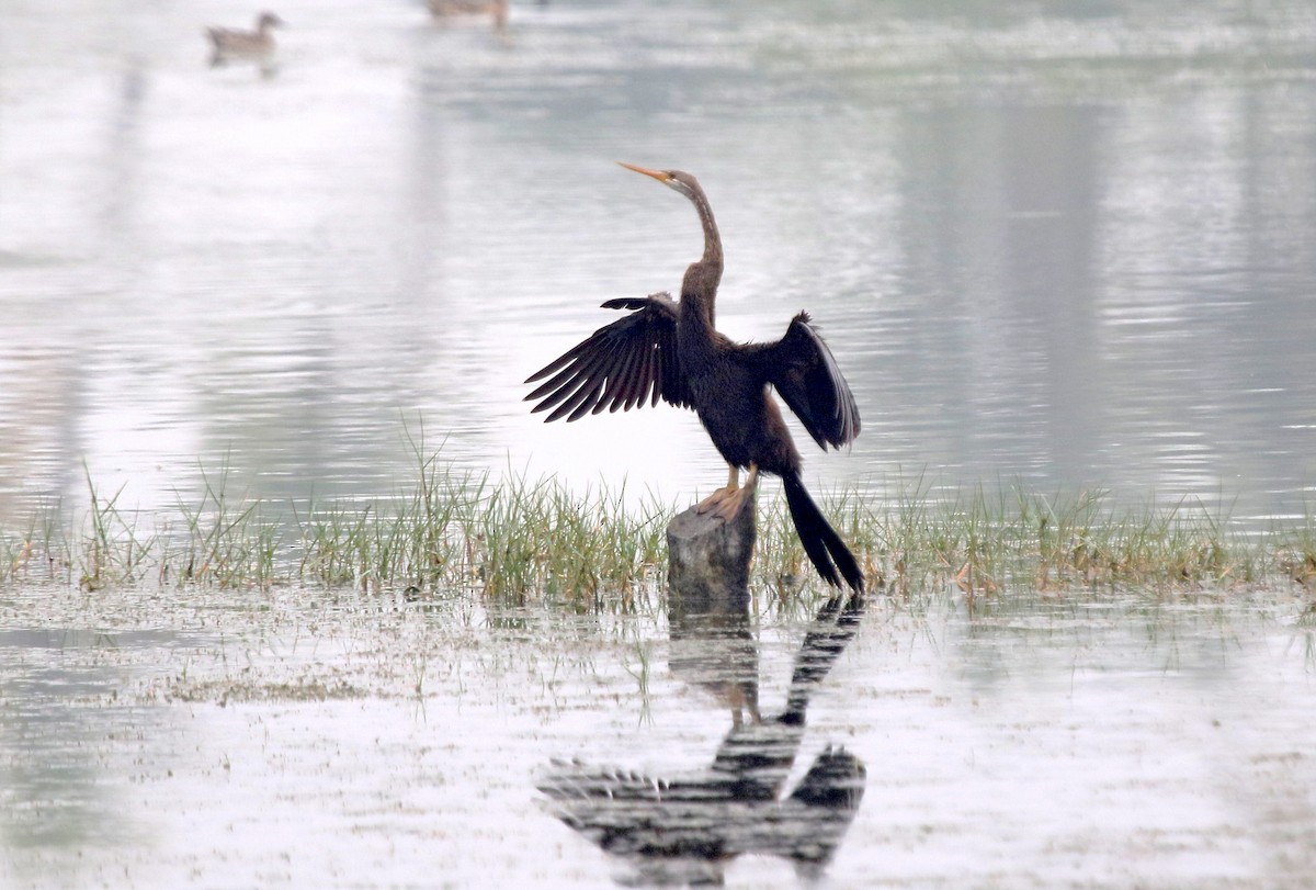 Doğu Yılanboyunu - ML647500425