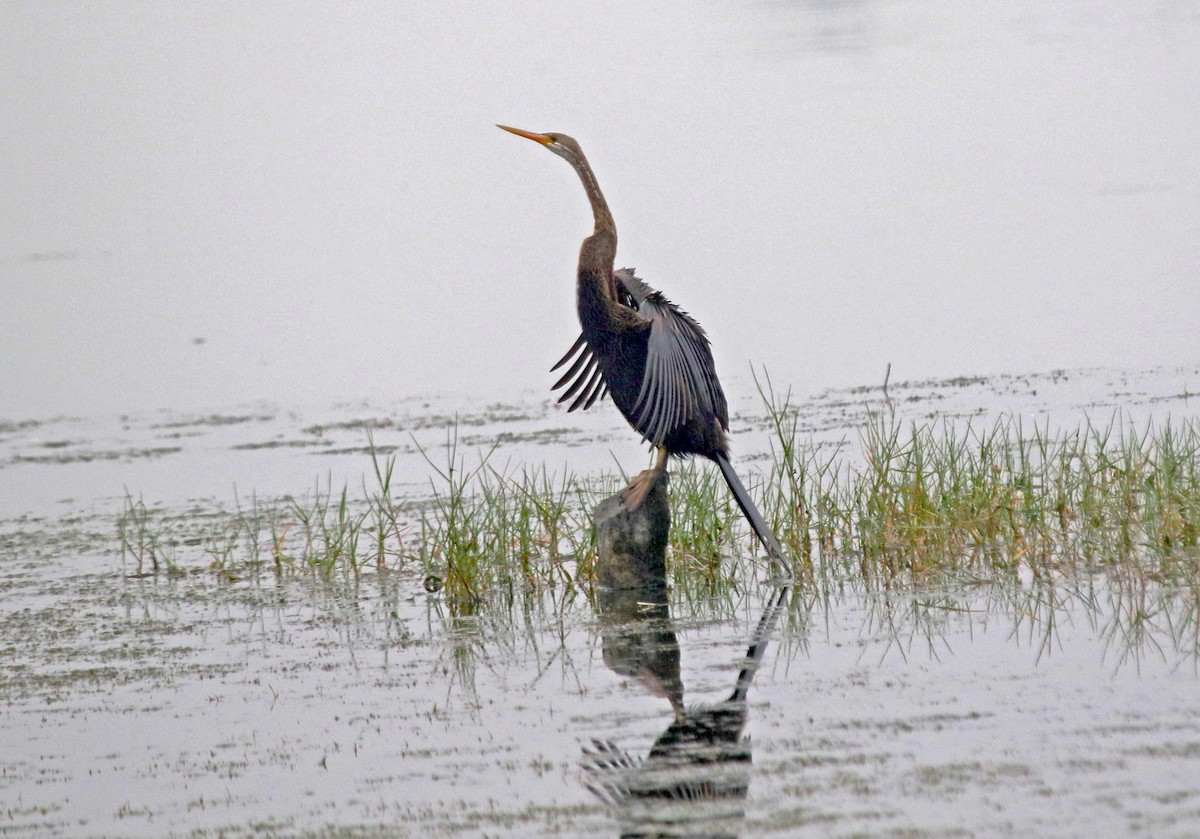 Doğu Yılanboyunu - ML647500426