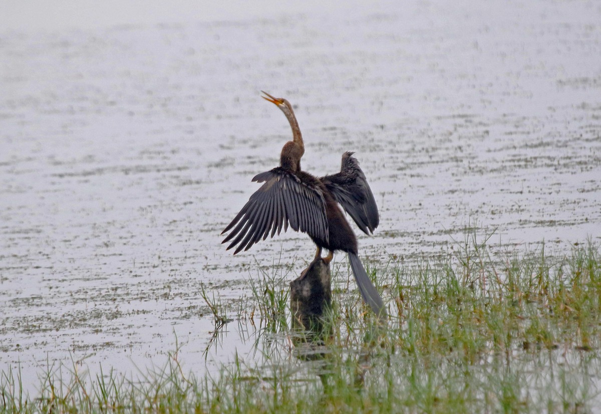 Doğu Yılanboyunu - ML647500427