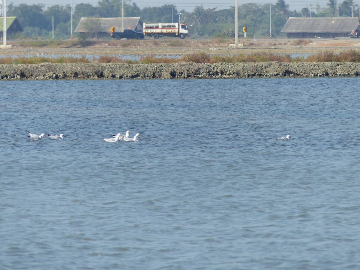 Slender-billed Gull - ML647500431