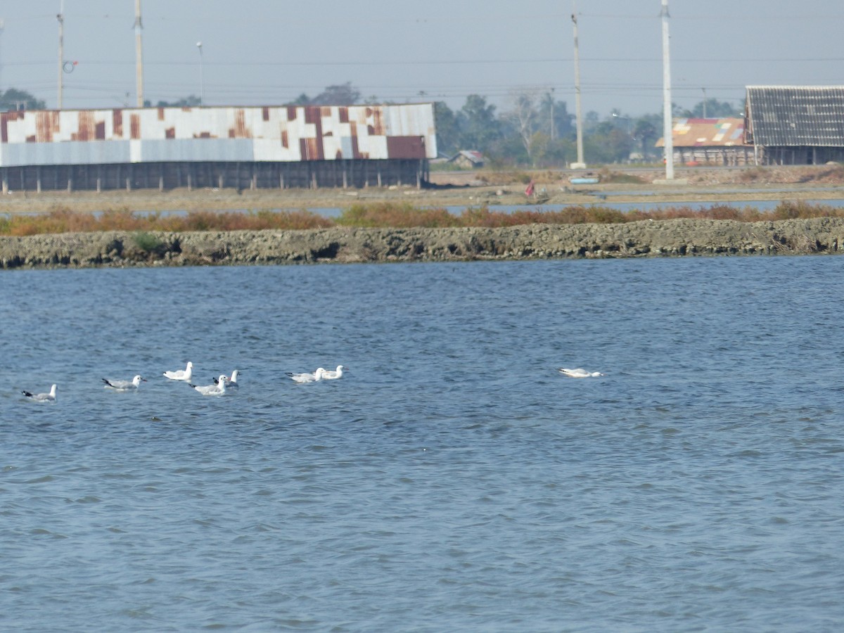 Slender-billed Gull - ML647500433