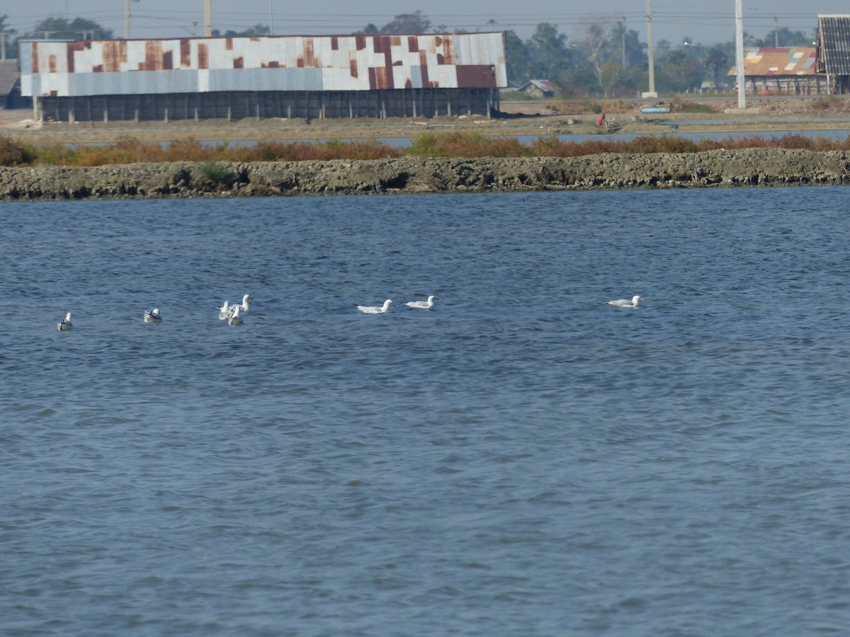 Slender-billed Gull - ML647500434