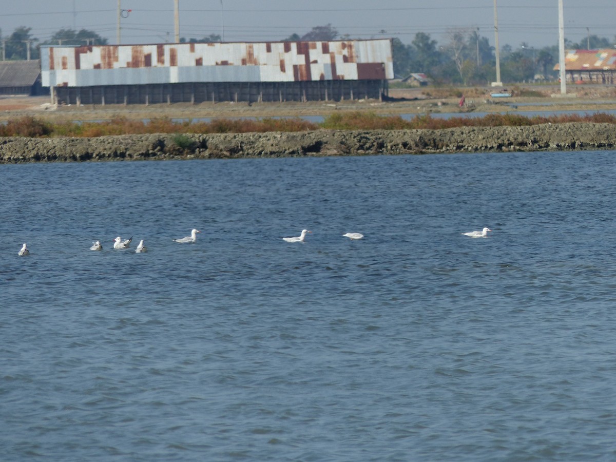 Slender-billed Gull - ML647500435