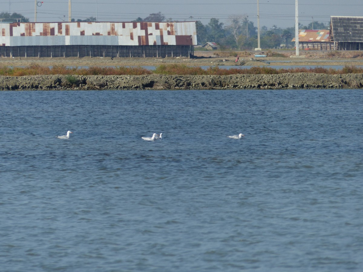 Slender-billed Gull - ML647500436