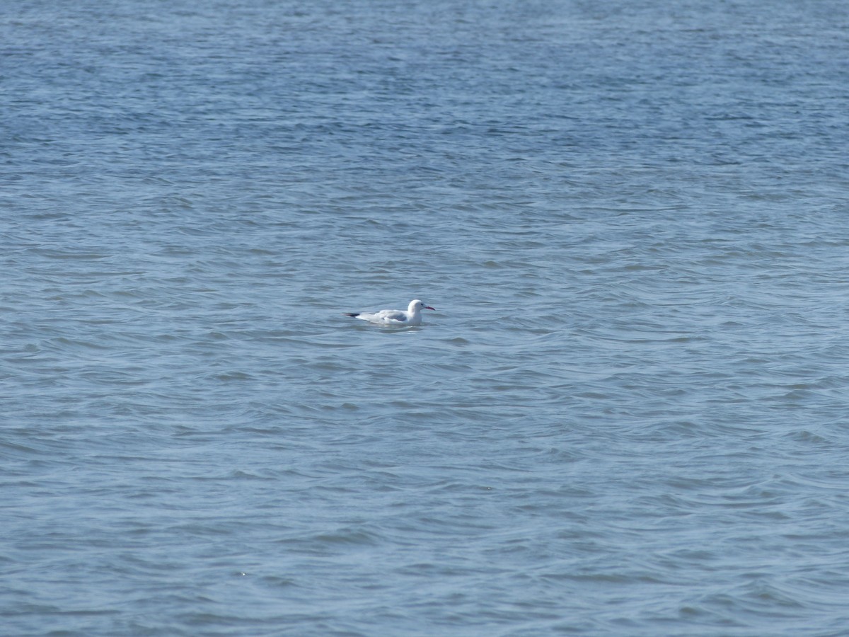Slender-billed Gull - ML647500440