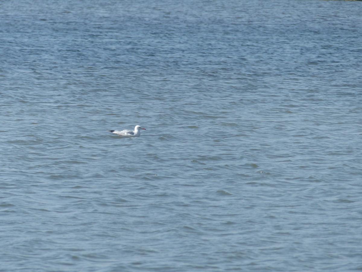 Slender-billed Gull - ML647500441