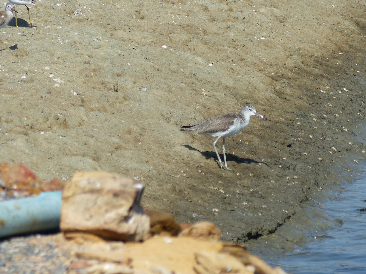 Common Greenshank - ML647500442