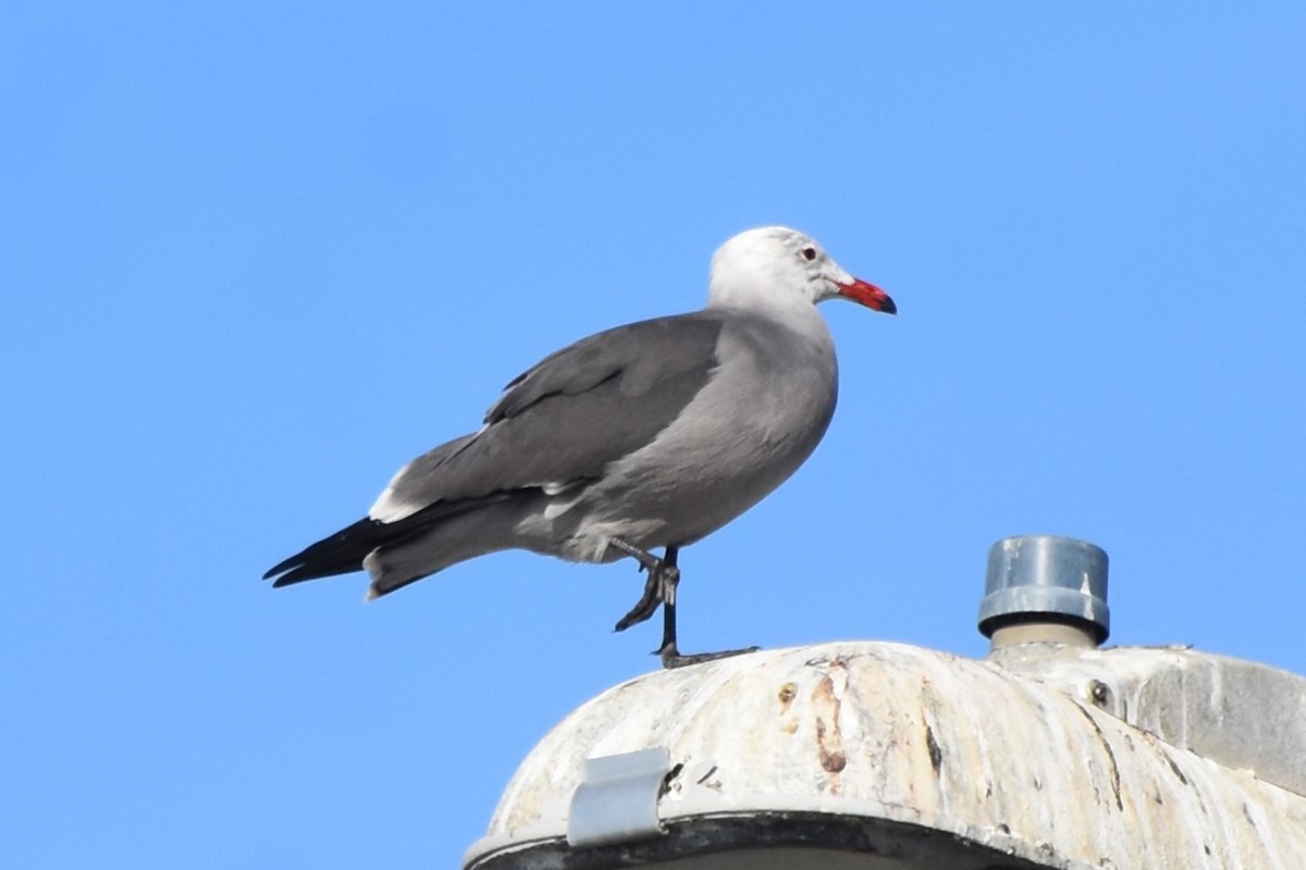 Heermann's Gull - ML647500444