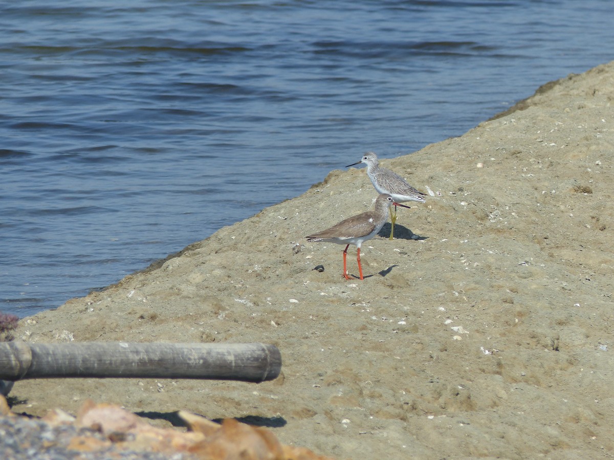 Common Redshank - ML647500445