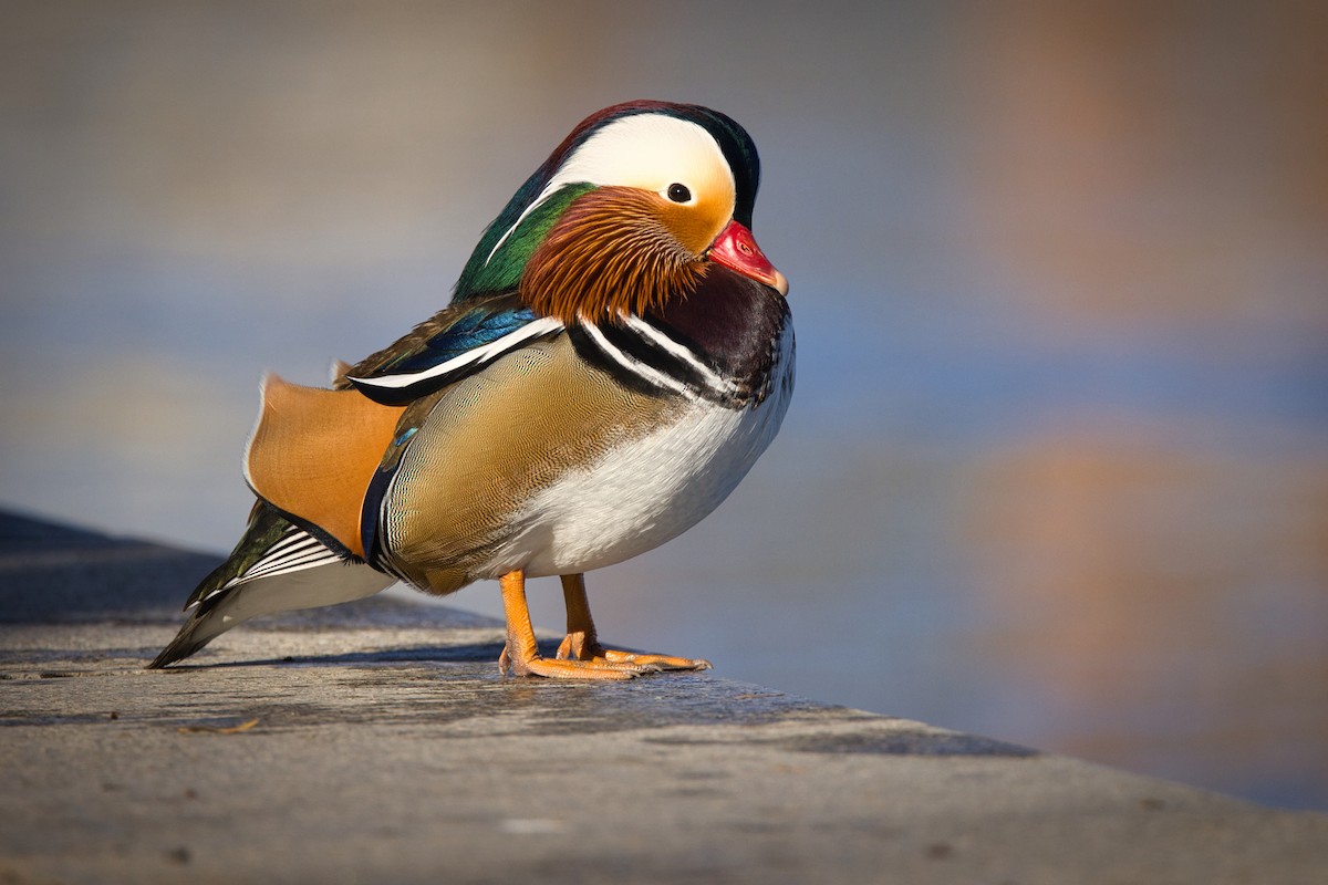 Mandarin Duck - ML647500446
