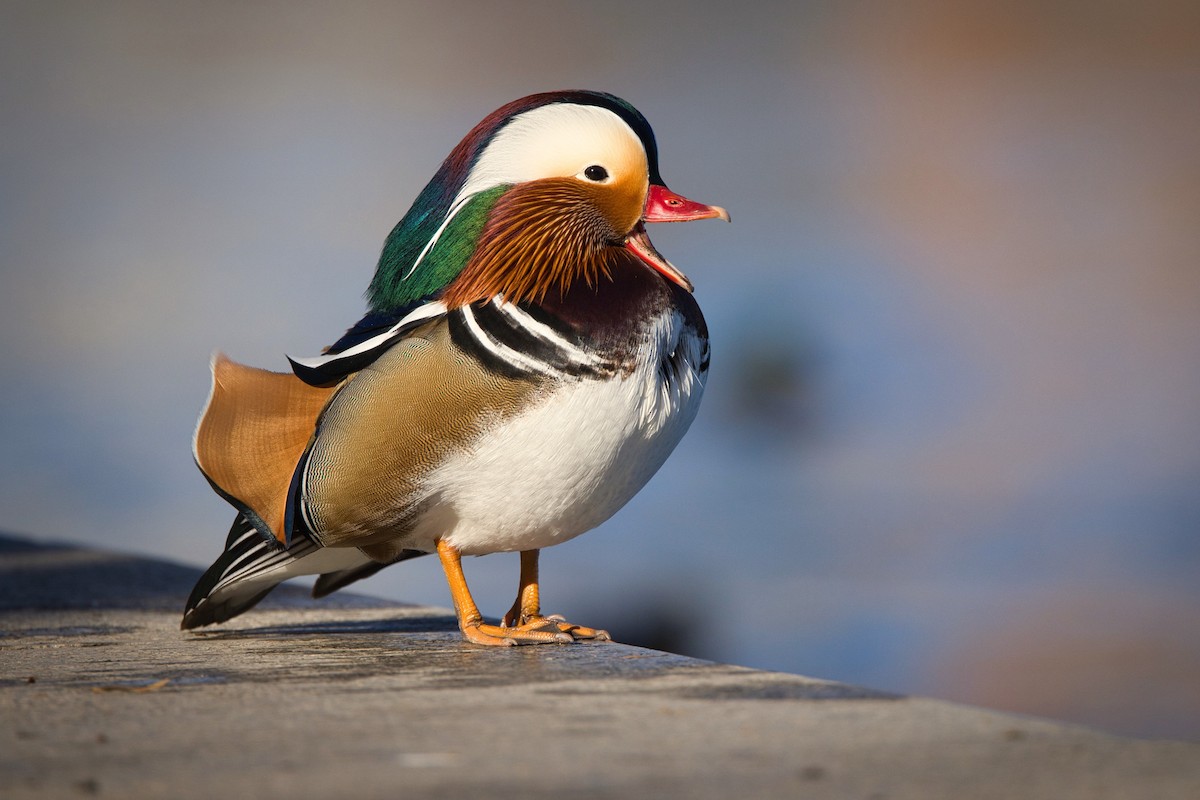 Mandarin Duck - ML647500448