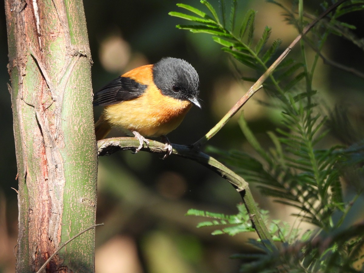 Black-and-orange Flycatcher - ML647500449