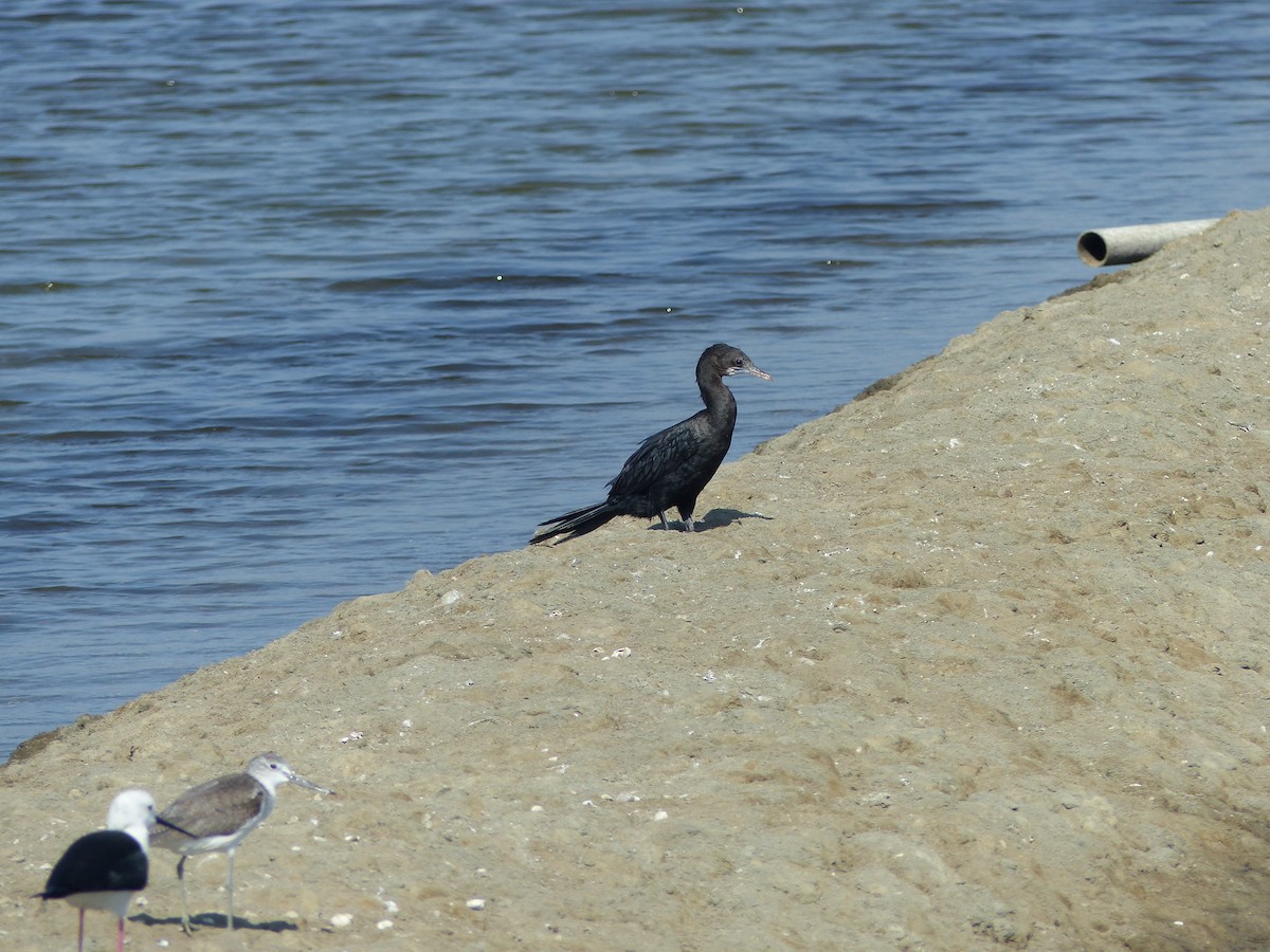 Little Cormorant - ML647500450