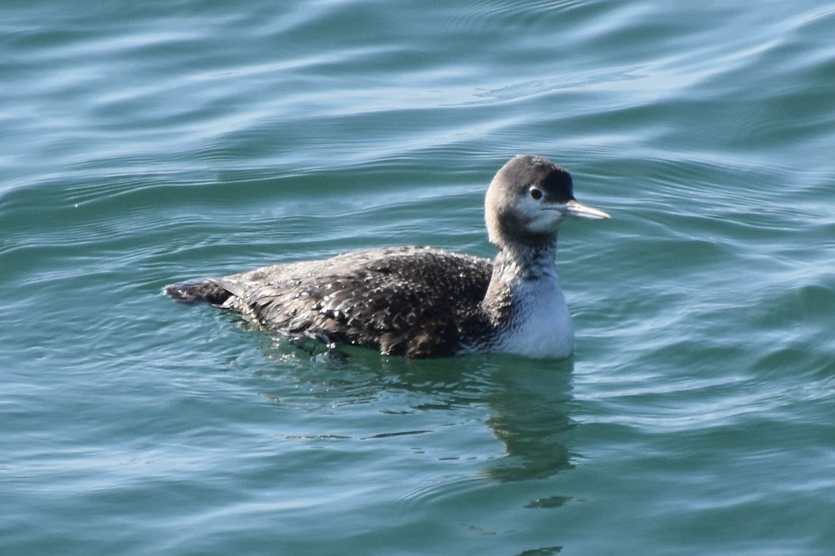 Red-throated Loon - ML647500451