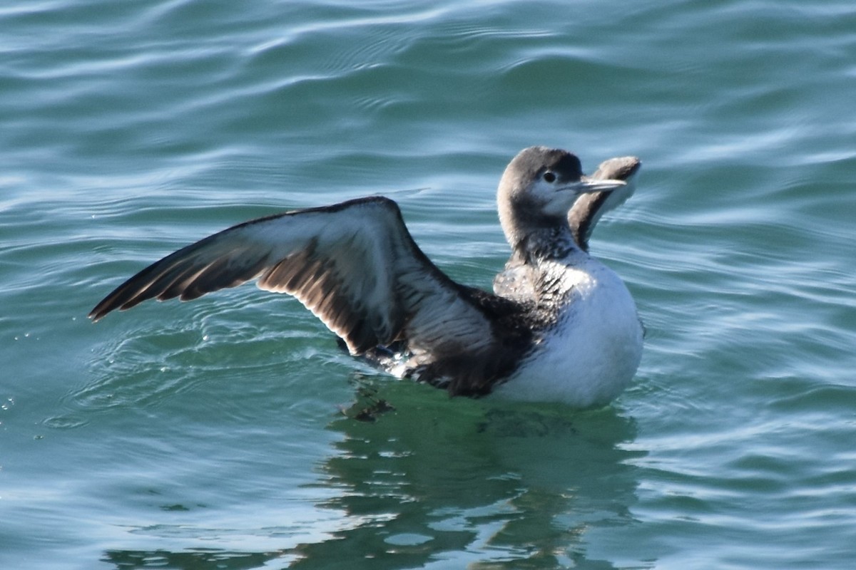 Red-throated Loon - ML647500452