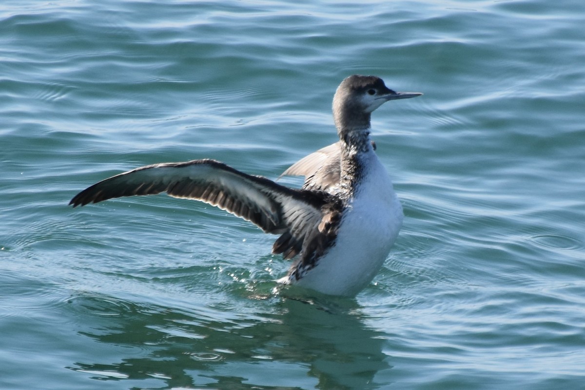 Red-throated Loon - ML647500453