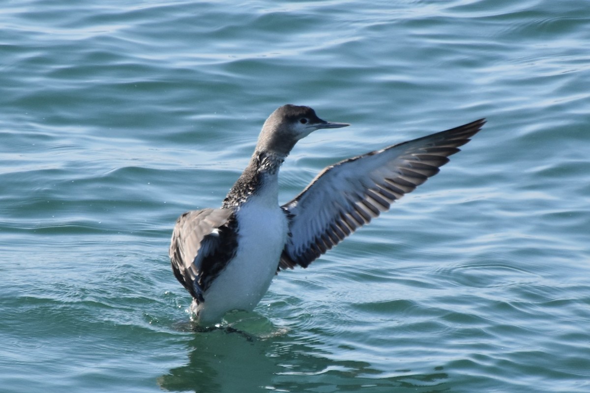 Red-throated Loon - ML647500454
