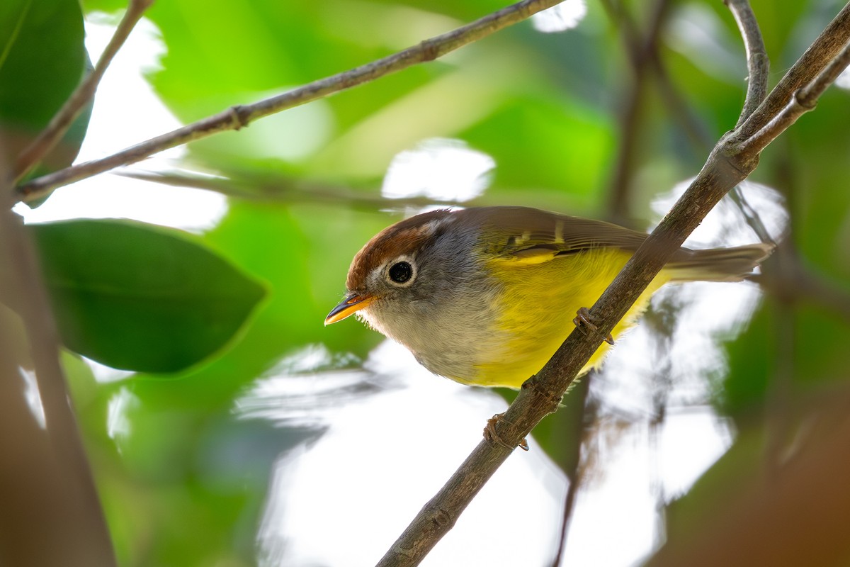 Chestnut-crowned Warbler - ML647500455