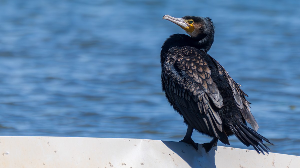Great Cormorant - ML647500457