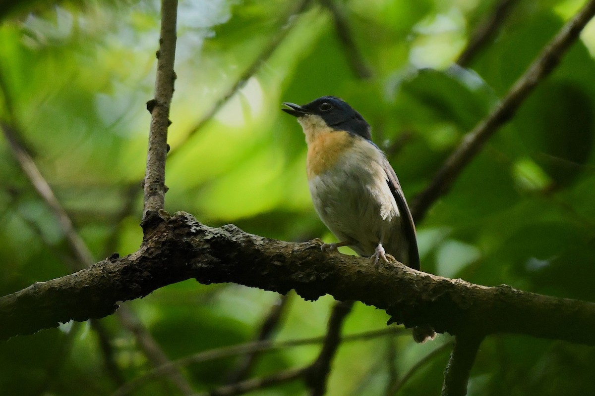 Malaysian Blue Flycatcher - ML647500458