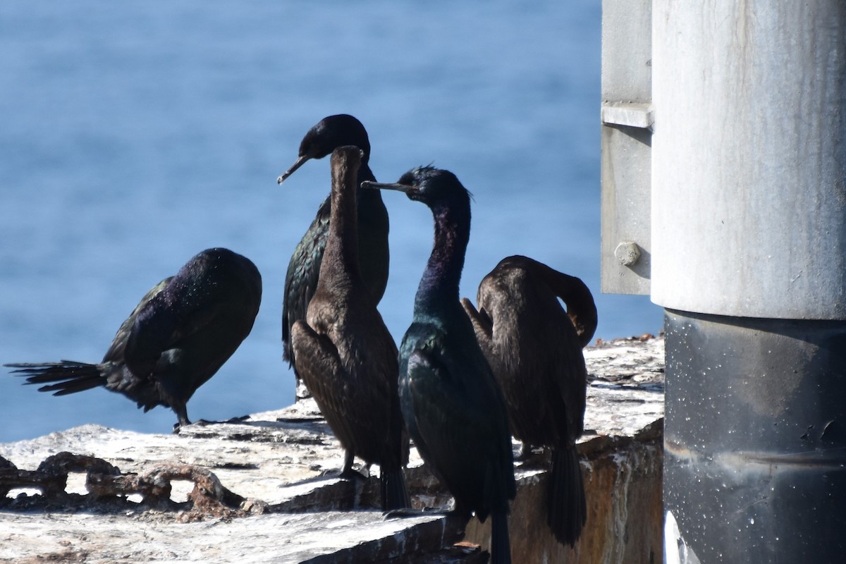 Pelagic Cormorant - ML647500460