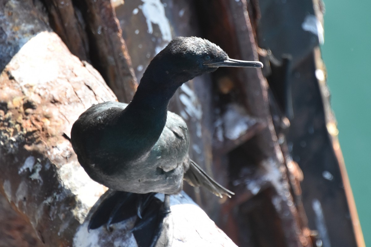 Pelagic Cormorant - ML647500461