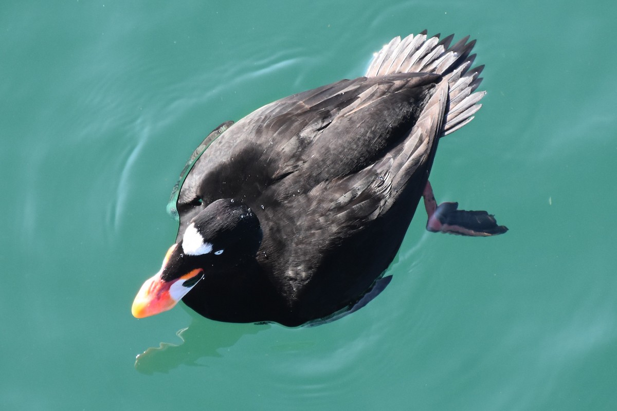 Surf Scoter - ML647500464