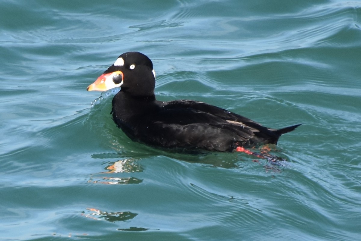 Surf Scoter - ML647500465
