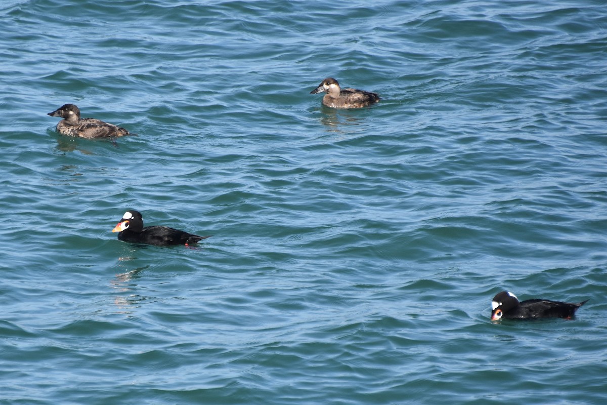 Surf Scoter - ML647500466