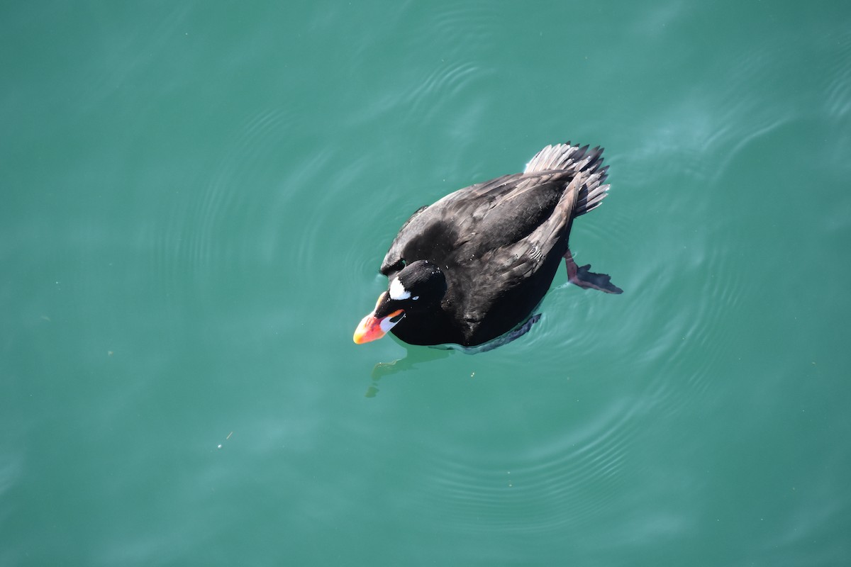 Surf Scoter - ML647500467