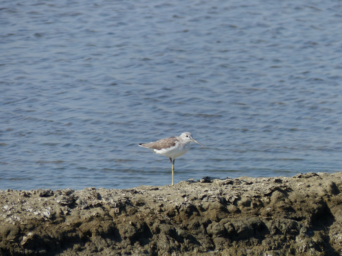 Common Greenshank - ML647500468